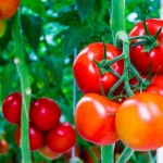 cách tắm trắng da toàn thân 3